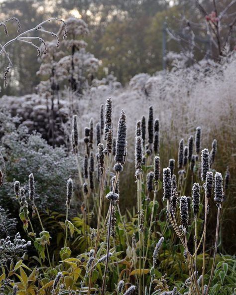 Gardens & Outdoor Living on Instagram: “The once purple cones of Agastache "Black Adder" turn dramatic black and stand tall in a frosty winter garden. | 📸 by @frankheijligers” Dutch Gardens, Winter Vegetables Gardening, Starting A Vegetable Garden, Meadow Garden, Winter Vegetables, Winter Plants, Garden Images, Have Inspiration, Garden Photography