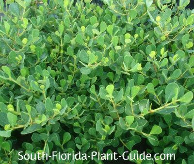 Dwarf clusia is a low-growing, spreading shrub with unusual foliage that can be used as an easy-care, drought-tolerant ground cover, border or accent plant. Read all about it! Short Hedge, Ranch Patio, Zone 10 Plants, Garden Shrubs Evergreen, Small Garden Shrubs, Beach Plants, Townhouse Remodel, Florida Gardens, Florida Trees