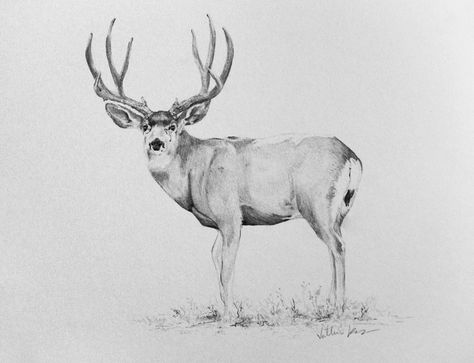 9x12 Inches Pencil Drawing of a Mule Deer Buck Buck Deer Drawing, Mule Deer Tattoo, White Tail Deer Drawing, Whitetail Deer Drawing, Mule Deer Drawing, Dear Drawing, Buck Drawing, Mule Deer Buck Drawing, Mule Deer Painting