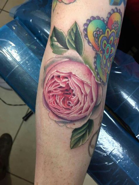 Cabbage roses are my favorite! Thanks Amanda! Cabbage Rose Tattoo, Cabbage Rose, Cabbage Roses, Rose Tattoo, Tattoo Artist, Watercolor Tattoo, Flower Tattoo, My Favorite, Roses