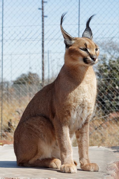 Big Cat Reference, Caracal Cat, Rare Cats, Cat Reference, Exotic Cats, Animal Study, Cat Pose, Unusual Animals, Pretty Animals