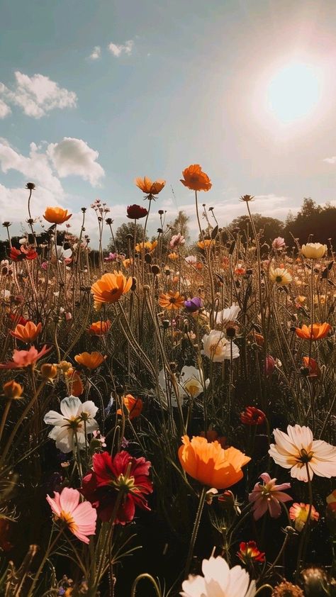 Dynamic Island Wallpaper Aesthetic, Vintage Wildflower Aesthetic, Late Summer Wallpaper, Wildflowers Aesthetic, Wildflower Aesthetic, Wildflower Wallpaper, Wildflower Fields, Wildflowers Photography, Cute Summer Wallpapers