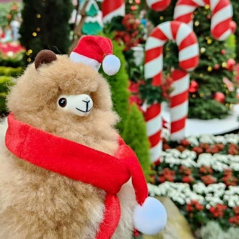 Let's all get into the Christmas spirit! 🎄🎅 INKARI alpacas are enjoying this holiday season to the max and want to wish you a happy Christmas Eve ♥️ Tag a friend to wish them an amazing Christmas as well 👇 🔎 Find your favourite alpaca on www.inkari-alpaca.com 🙌 Meet 1000s of other #alpacaexperts on the VIP Member Facebook Group 📸 @ VIP Hui Hui Alpaca Christmas, Llama Pictures, Happy Christmas Eve, Llama Christmas, Tag A Friend, Happy Christmas, Facebook Group, Christmas Eve, Christmas Spirit