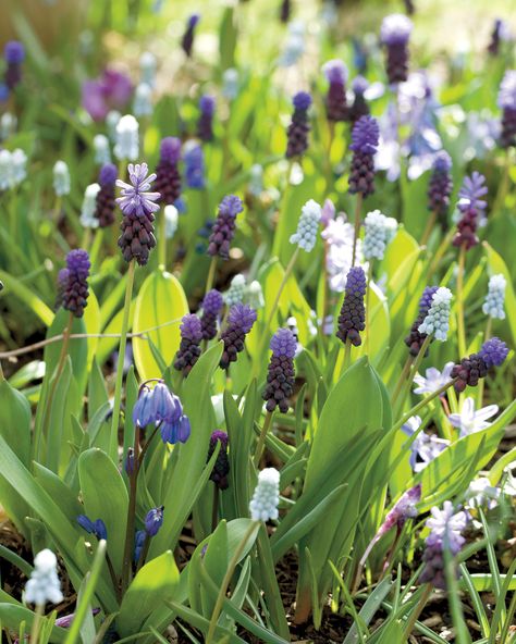 spring bulbs Concrete Front Steps, Flowers To Plant, Dutch Gardens, Garden Tool Organization, Front Steps, Garden Bulbs, Blue Garden, Spring Bulbs, North Park