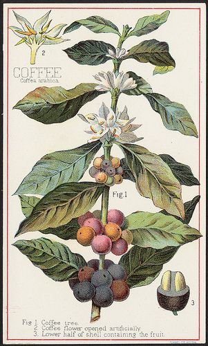 Coffee, Coffea Arabica [front] | Flickr - Photo Sharing! Coffea Arabica, Coffee Tree, Coffee Images, Coffee Plant, Coffee Illustration, Botanical Illustration Vintage, Illustration Botanique, Coffee Poster, Scientific Illustration