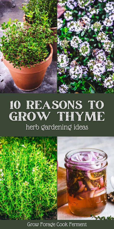 Growing Thyme In Pots, Growing Thyme Indoors, Grow Thyme Indoors, Thyme In Garden, Harvesting Thyme, Making Thyme For Health, Grow Thyme, Thyme Garden, Growing Thyme