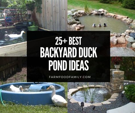 backyard-duck-pond-ideas Backyard Duck Pond, Duck Pond Ideas, Backyard Water Fountains, Waterfall Landscaping, Duck Pens, Diy Ponds Backyard, Container Pond, Backyard Ducks, Duck Coop