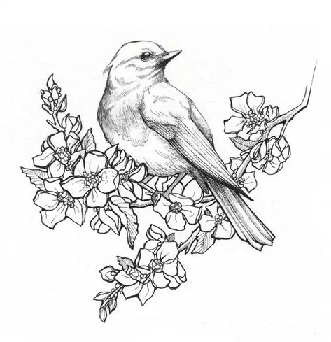 Michigan - Imgur Vogel Tattoo, Pencil Drawings Of Flowers, Bird Sketch, State Birds, 흑백 그림, White Drawing, Drawing Faces, Desenho Tattoo, Vintage Drawing