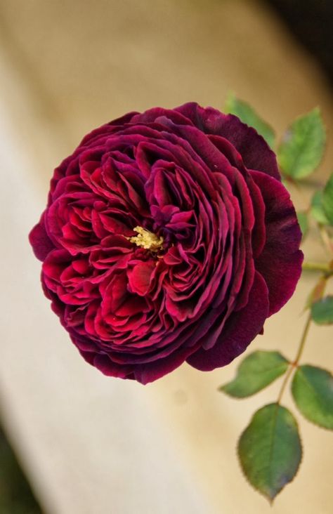 David Austin Rose 'The Prince' David Austin Rose, Romantic Wedding Flowers, نباتات منزلية, Austin Rose, Coming Up Roses, David Austin Roses, David Austin, English Roses, Love Rose