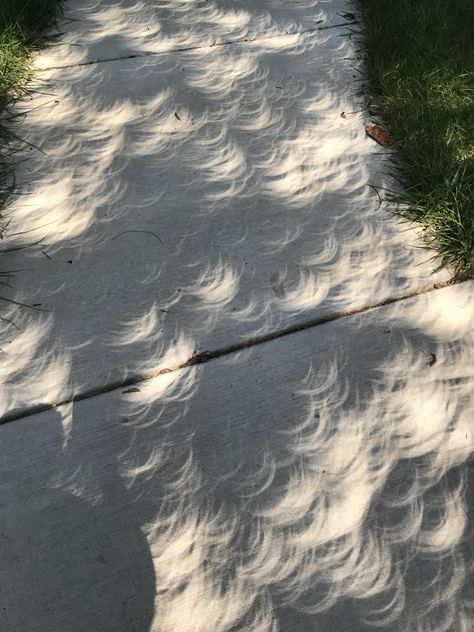 This eclipse shadow through the trees leaves. Tree Shadow, Shadow Art, Tree Leaves, Phone Photography, Solar Eclipse, How Many, Solar, Trees, Photography