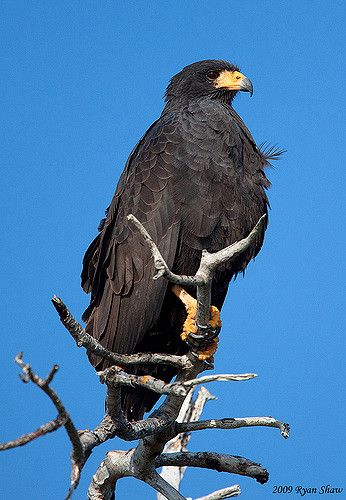 A common bird in the mangroves of Rio Lagartos, on our river boat ride we saw about 10 or so perched in the snags.  Taken in Rio Lagartos, Yucatan, Mexico. Different Types Of Eagles, Types Of Eagles, Hawk Bird, North American Animals, Common Birds, Yucatan Mexico, Life List, Black Hawk, Horses And Dogs