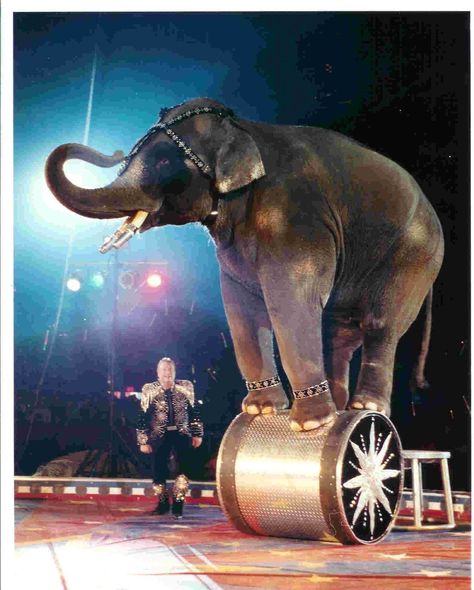 Circus Elephant Tattoos, Personal Project Ideas, Circus Pictures, Ringling Brothers Circus, Steampunk Circus, Elephant Artwork, Elephant Print Art, Circus Elephant, Night Circus