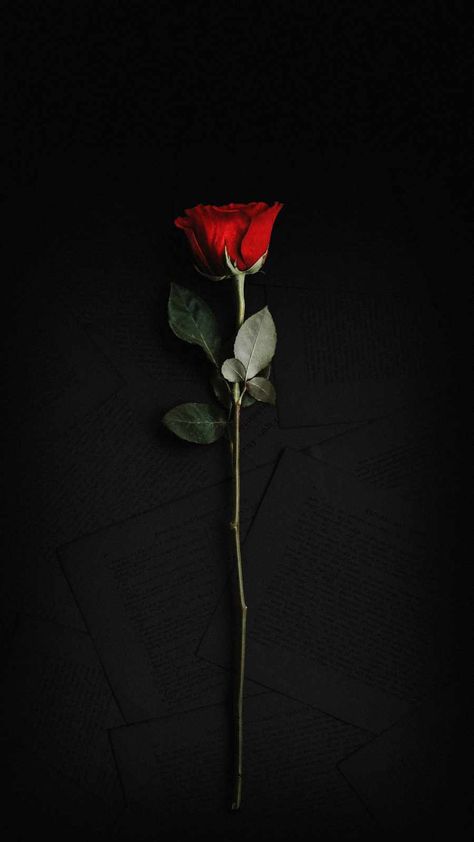 Black Roses Wallpaper, Corak Menjahit, Red Roses Wallpaper, Dark Red Roses, Nature Iphone Wallpaper, Black Wallpaper Iphone Dark, Rosé Aesthetic, Iphone Wallpaper Images, Dark Phone Wallpapers