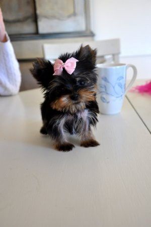 Micro Teacup Yorkie, Teacup Yorkie Puppy, Yorkie Lovers, Teacup Yorkie, Yorkie Dogs, Yorkshire Terrier Puppies, Terrier Puppies, Yorkie Puppy, Teacup Puppies