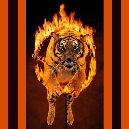 circus tiger jump hoop fire trainer trick danger excitement Circus Tiger, Circus Lion, Tiger Illustration, Circus Animals, Bengal Tiger, Fire Art, Vintage Circus, Writing Styles, Big Cats