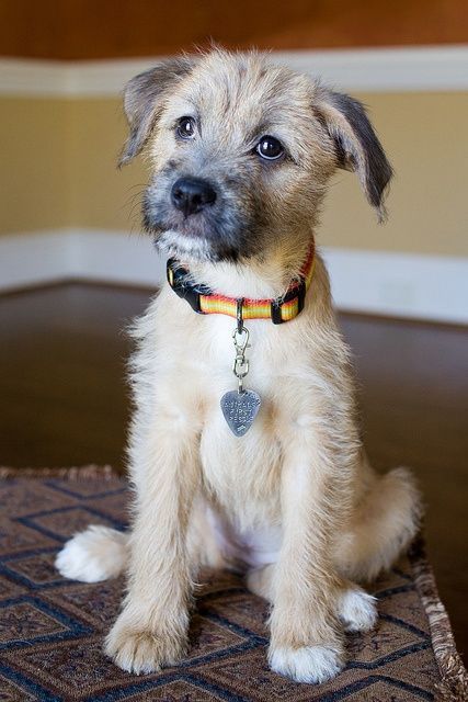 Border Terrier Puppy, Mutt Dog, About Dogs, Irish Wolfhound, Border Terrier, Blue Heeler, Terrier Dogs, Pitbull Terrier, Dog Tag