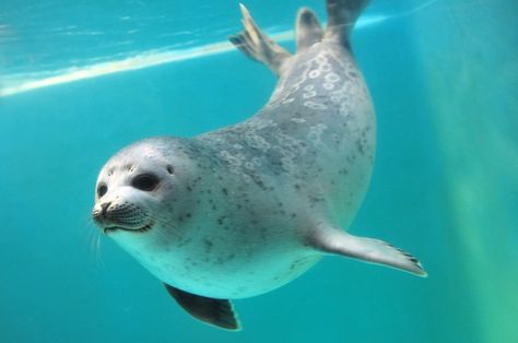 Ringed seals | Visit blog.otaru-aq.jp Harp Seal, Cute Seals, Baby Seal, A Seal, Marine Mammals, Silly Animals, Sea Lion, Marine Animals, Animal Figures