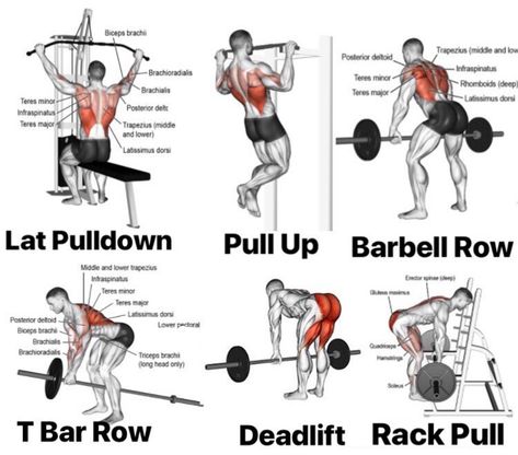 Back exercise Back Exercises With Dumbbells, Gym Poses, Exercises With Dumbbells, Back Day Workout, Gym Nutrition, Gym Workout Planner, Workout Splits, Workout Routine For Men, Gym Tips