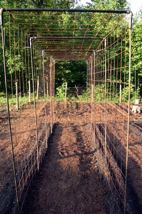 Vegetable Garden Design: DIY Bean Trellis Bean Tunnel, Vegetable Garden Design Diy, Bean Trellis, Vertical Vegetable Garden, Garden Vines, Plants Growing, Backyard Vegetable Gardens, Garden Area, Garden Veggies