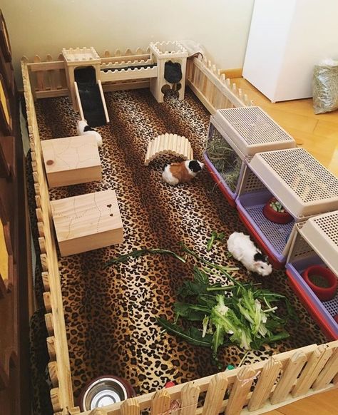 Cute guinea pig cage! Indoor Guinea Pig Cage, Cavy Cage, Pig Habitat, Diy Guinea Pig Cage, Guinea Pig Diy, Guinea Pig Hutch, Guinea Pig House, Guinea Pig Bedding, Indoor Rabbit