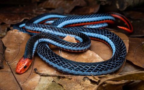 Venomous Animals, Snake Turtle, Snake Photos, Types Of Snake, Pretty Snakes, Coral Snake, Beautiful Snakes, Heads And Tails, Year Of The Snake