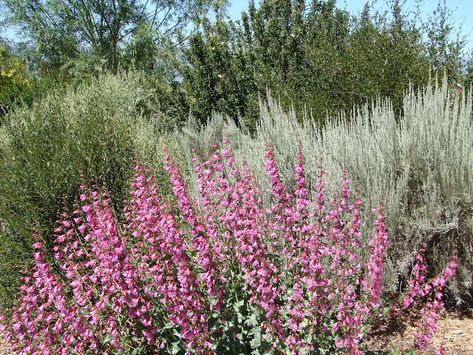 New Utah Gardener: Utah Native Plants Are Beautiful! Utah Native Plants, Utah Gardening, Xeriscape Front Yard, Native Plant Landscape, Permaculture Garden, Drought Tolerant Perennials, Utah State University, Drought Tolerant Landscape, Front Yard Garden Design