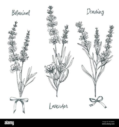 Download this stock vector: Set of hand drawn sketch of Lavender flower and cute bows isolated on white background. France provence retro pattern for romantic fresh design - W1DB6M from Alamy's library of millions of high resolution stock photos, illustrations and vectors. Lavender Flowers Sketch, Lavender Botanical Drawing, Lavender Line Drawing, Witchy Logos, Lavender Outline, Lavender Sketch, Lavender Drawing, Lavender Crafts, Lavender Tattoo