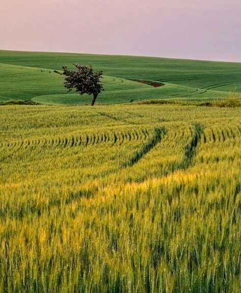 Brazil city. Londrina. Curitiba. Brasil. Brasile. Brésil Brazil Countryside, Brazil City, Golden Empire, Brazil Aesthetic, Latin America, After School, Luxury Lifestyle, Brazil, Lifestyle