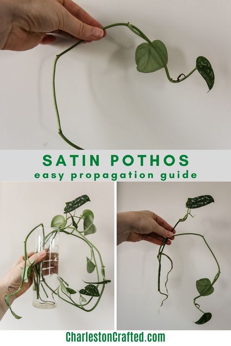 satin pothos propagation guide Satin Pothos Plant, Pothos Propagation, Pothos In Water, Satin Pothos, Rooting Hormone, Pothos Plant, Propagating Plants, Mother Plant, All About Plants