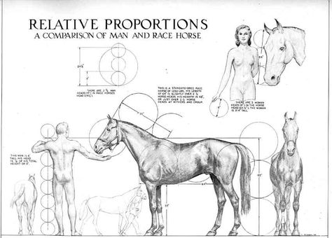 How to Draw Proportions Drawing Horses, Horse Reference, Animals Drawing, Adam Hughes, Horse Sketch, Horse Anatomy, Horse Artwork, Horse Drawing, Horse Drawings