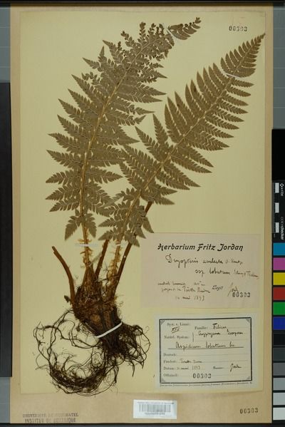 File:Neuchâtel Herbarium - Polystichum lobatum - NEU000001243.tif - Wikimedia Commons Herbarium Book Ideas, Herbarium File, Herbarium Ideas, Herbarium Aesthetic, Herbarium Diy, Biology Drawing, Art Competition Ideas, Green Academia, Plant Study