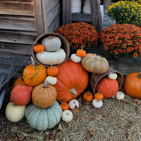 Pumpkins Spilling Out Of Basket, Basket Of Pumpkins, Pumpkin Basket Ideas, Pumpkin Displays Outside, Pumpkin Display Ideas, Stack Displays, Pumpkin Stack, Minimalist Halloween, Pumpkin Display