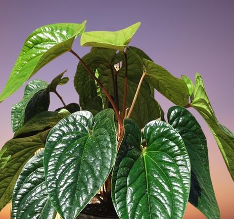 Anthurium luxurians Indoor Care and Propagation Guide Anthurium Luxurians, Bright Indirect Light, Anthurium Plant, Golden Garden, Cool Mist Humidifier, Liquid Fertilizer, Yellow Leaves, Organic Matter, Rare Plants