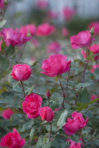 Pink Knock Out Rose Shrub Knockout Roses Care, Double Knockout Roses, Roses Garden Care, Knock Out Roses, Rose Garden Landscape, Knockout Roses, Summer Care, Rosé Summer, Unique Roses