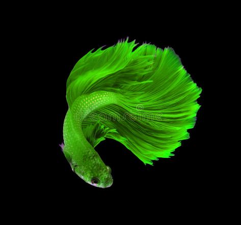 Green dragon siamese fighting fish, betta fish isolated on black stock photography Tropical Fish Aquarium, Guppy Fish, Green Fish, Beta Fish, Green Dragon, Beautiful Fish, Colorful Fish, Fish Print, Tropical Fish