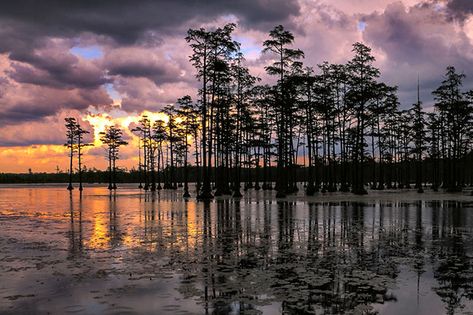 Home In The Forest, Lily Bloom, Wood Ducks, Herons, Cypress Trees, Beautiful Sites, The Far Side, Canoe And Kayak, Nature Trail