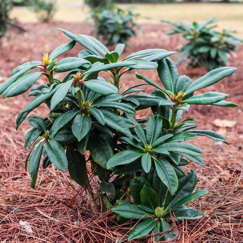 Spring Garden Ideas, Hakone Grass, Rhododendron Plant, Growing Lilies, Southern Gardens, Shade Landscaping, Landscape Design Garden, Southern Living Plants, Design Garden Ideas