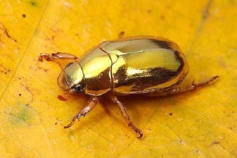 Ten Animals That Are Called Christmas That You Might Not Have Heard of Christmas Beetle, Weird Insects, Insect Photos, Beetle Art, Cool Bugs, Bug Art, Eucalyptus Tree, Scarab Beetle, Beautiful Bugs