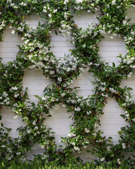 Jasmine Plant, Fence Landscaping, Home Landscaping, French Garden, White Gardens, Garden Trellis, Garden Fence, Back Garden, Front Garden