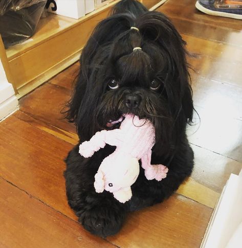 14 Fluffy Facts About Adorable Shih Tzu | PetPress Cute Shih Tzu Puppies, Shih Tzu Hair Styles, Black Shih Tzu, Cute Shih Tzu, Chien Shih Tzu, Dogs Photos, Shitzu Dogs, Shih Tzu Grooming, Poodle Mix Dogs