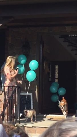 Dog Balloon Gender Reveal, Gender Reveal Involving Dogs, Dog Involved Gender Reveal, Unique Gender Reveal Ideas With Dogs, Gender Reveals With Dogs, Gender Reveal Ideas With Dog, Dog Gender Reveal Ideas, Gender Reveal With Dog, Dog Gender Reveal