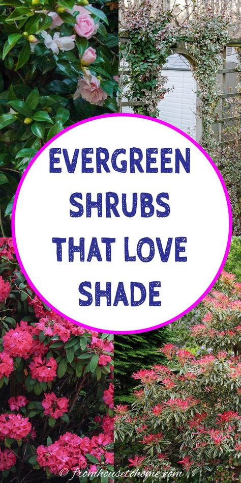 I have major beautiful shade garden goals, so these fabulous evergreens for shade are coming in super handy. Definitely read these if you need some inspiration choosing plants that stay green all year long. Evergreen Shrubs For Shade, Shrubs For Full Sun, Evergreen Bushes, Shrubs For Shade, Foundation Plants, Evergreens For Shade, Privacy Hedges, Full Sun Garden, Full Sun Shrubs