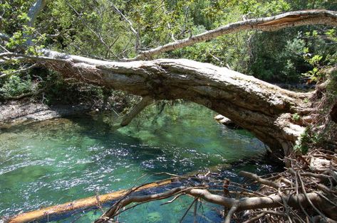 Kolam Koi, Fallen Tree, Tree Roots, Warrior Cats, Nature Aesthetic, Big Sur, Autumn Trees, Fantasy Landscape, Nature Scenes