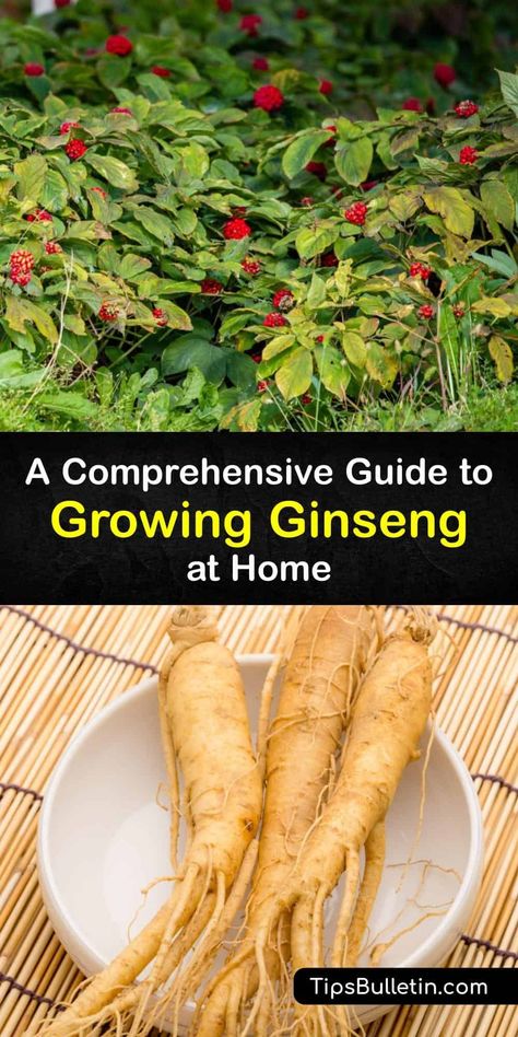 Wild Ginseng Plant, How To Grow Ginseng, Ginseng Recipes, Ginseng Tincture, Growing Ginseng, Spice Plants, Neem Benefits, Ginseng Benefits, Native American Herbs