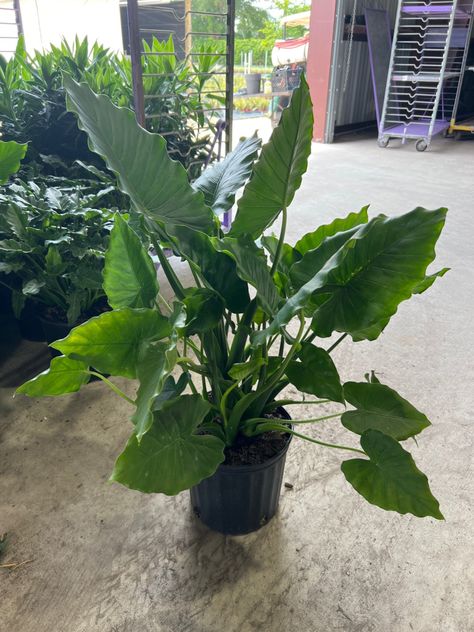 10” Alocasia Odora 3-3.5' Alocasia Odora, Plants, 10 Things, Quick Saves