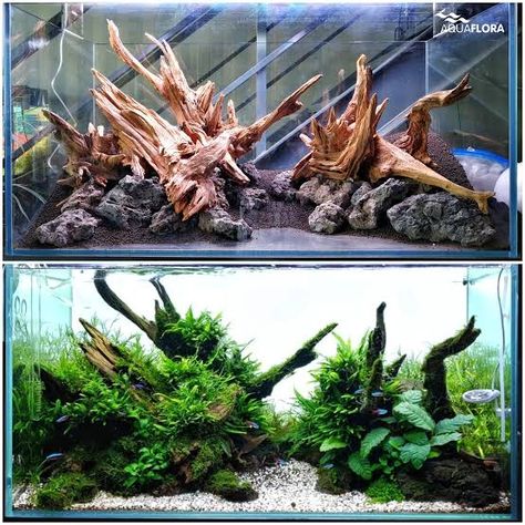 Spider Wood Aquascape, Concave Aquascape, Aquascape Design Natural, Aquarium Rack, Hardscape Aquarium, Aquarium Hardscape, Axolotl Tank, Discus Aquarium, Fish Tank Themes