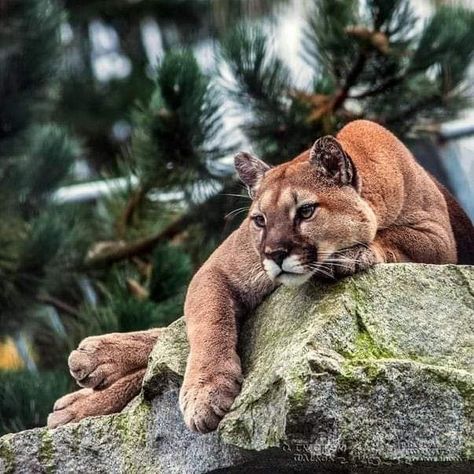 Pumas Animal, Mountain Lions, Lion Photography, Wild Animals Pictures, Animal Study, Most Beautiful Animals, Mountain Lion, Domestic Cat, Cat Aesthetic