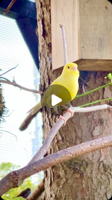 Tropical Aviary, Aviary Birds, Canary Singing, Bird Singing, Bird Sounds, Canary Birds, Birds Singing, Song Birds, Singing Bird