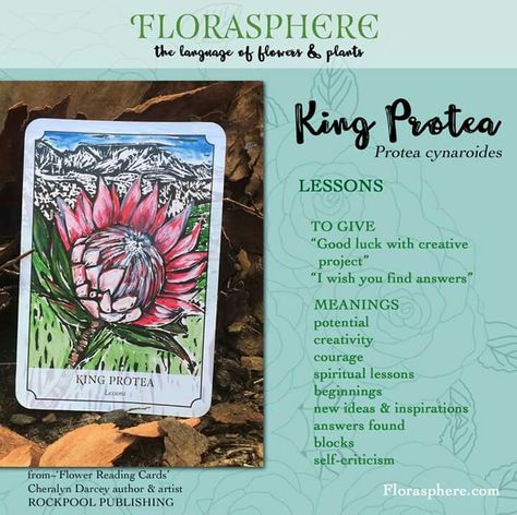 King protea Flower Messages, King Protea Flower, Healing Images, The Language Of Flowers, King Protea, Protea Flower, Flower Meanings, African Flowers, Language Of Flowers