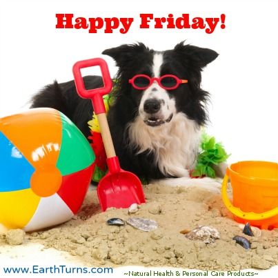 Adorable Beach Dog! Happy Friday, from all of us at EarthTurns.com! :) #beachtime #happyfriday #cuteness Soft Paws, Summer Giveaway, Dog Calendar, Dog Days Of Summer, Best Dog Toys, Collie Puppies, Border Collie Puppies, Dog Games, Indoor Dog